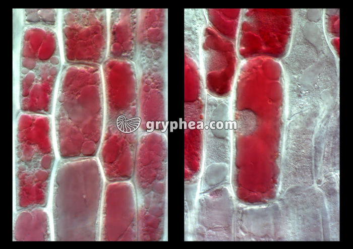 Racine de Blé - Elongation et différenciation des cellules racinaires - stades 3 et 4 - coloration au Rouge neutre x200 - gryphea.com